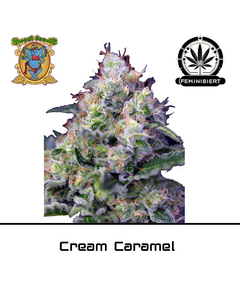 Produkt_Cream Caramel – Sweet Seeds__Cannadusa_Marktplatz_Kaufen