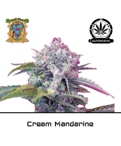 Produkt_Auto Cream Mandarine – Sweet Seeds__Cannadusa_Marktplatz_Kaufen