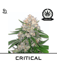 Produkt_Critical Regulär__Cannadusa_Marktplatz_Kaufen