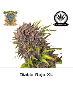 Produkt_Auto Diablo Rojo XL – Sweet Seeds__Cannadusa_Marktplatz_Kaufen