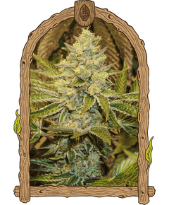 Produkt_Exotic Seed Exotic Animal__Cannadusa_Marktplatz_Kaufen