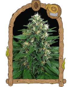 Produkt_Exotic Seed Exotic Thai__Cannadusa_Marktplatz_Kaufen