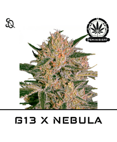 Product_G13 X NEBULA_Cannadusa_Marketplace_Buy