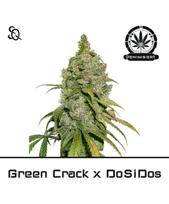 Product_Green Crack x DO SI DOS_Cannadusa_Marketplace_Buy