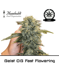 Product_Geist OG Fast Flowering - Humboldt Seeds_Cannadusa_Marketplace_Buy