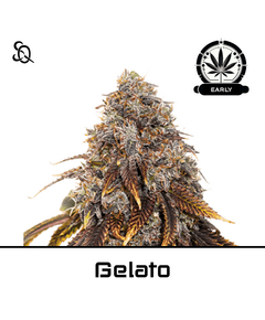 Product_Gelato Early Version_Cannadusa_Marketplace_Buy