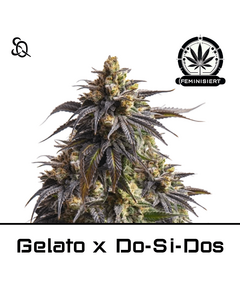 Product_Gelato x Do Si Dos_Cannadusa_Marketplace_Buy