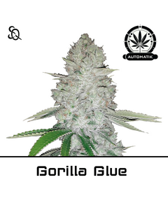 Produkt_Automatik Gorilla Glue__Cannadusa_Marktplatz_Kaufen