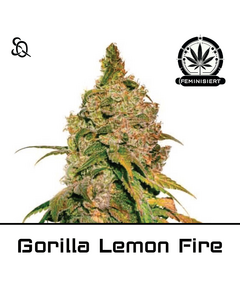 Product_Gorilla Lemon Fire_Cannadusa_Marketplace_Buy