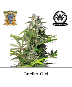 Product_Gorilla Girl - Sweet Seeds_Cannadusa_Marketplace_Buy