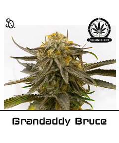 Product_Grandaddy Bruce_Cannadusa_Marketplace_Buy