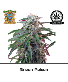 Product_Auto Green Poison - Sweet Seeds_Cannadusa_Marketplace_Buy