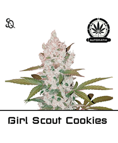 Produkt_Automatik Girl Scout Cookies__Cannadusa_Marktplatz_Kaufen