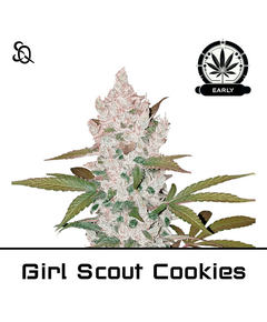 Product_Girl Scout Cookies Early Version_Cannadusa_Marketplace_Buy