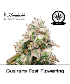 Product_Gushers Fast Flowering - Humboldt Seeds_Cannadusa_Marketplace_Buy