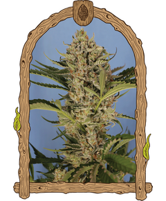 Produkt_Exotic Seed Herz OG Auto__Cannadusa_Marktplatz_Kaufen
