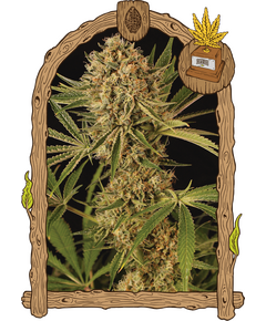 Produkt_Exotic Seed Herz OG__Cannadusa_Marktplatz_Kaufen