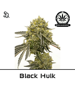 Produkt_Black Hulk__Cannadusa_Marktplatz_Kaufen