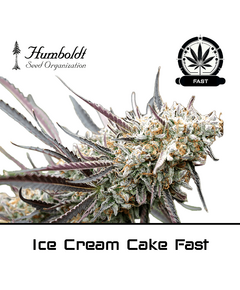 Product_Ice Cream Cake Fast Flowering - Humboldt Seeds_Cannadusa_Marketplace_Buy