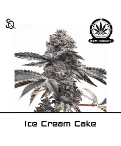 Product_Ice Cream Cake_Cannadusa_Marketplace_Buy