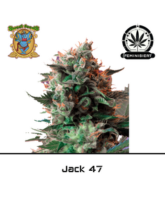 Produkt_Jack 47 – Sweet Seeds__Cannadusa_Marktplatz_Kaufen