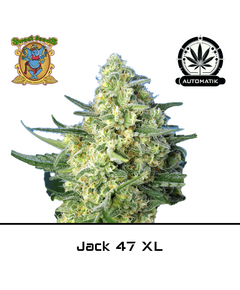 Produkt_Auto Jack 47 XL – Sweet Seeds__Cannadusa_Marktplatz_Kaufen