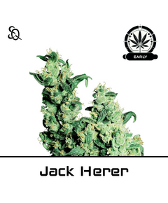 Product_Jack Herer Early Version_Cannadusa_Marketplace_Buy