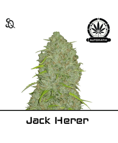 Produkt_Automatik Jack Herer__Cannadusa_Marktplatz_Kaufen