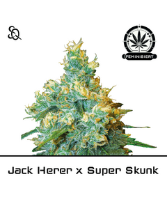 Produkt_Jack Herer X Superskunk__Cannadusa_Marktplatz_Kaufen