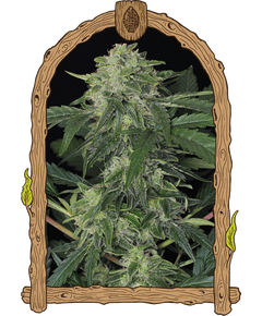 Produkt_Exotic Seed Jungle Fever Auto__Cannadusa_Marktplatz_Kaufen