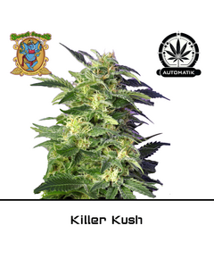 Product_Auto Killer Kush - Sweet Seeds_Cannadusa_Marketplace_Buy