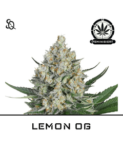 Produkt_LEMON OG__Cannadusa_Marktplatz_Kaufen