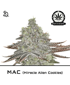 Produkt_MAC - Miracle Alien Cookies__Cannadusa_Marktplatz_Kaufen