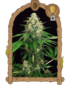 Produkt_Exotic Seed Mango Cream__Cannadusa_Marktplatz_Kaufen