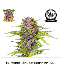 Produkt_Auto Mimosa Bruce Banner XL – Sweet Seeds__Cannadusa_Marktplatz_Kaufen