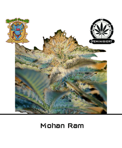 Produkt_Mohan Ram - Sweet Seeds__Cannadusa_Marktplatz_Kaufen