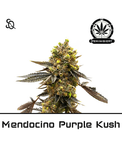 Product_Mendocino Purple Kush_Cannadusa_Marketplace_Buy