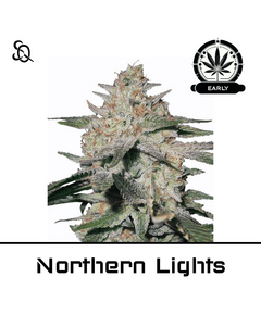 Product_Northern Lights Early Version_Cannadusa_Marketplace_Buy