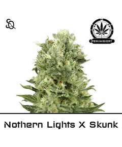 Product_Northern Lights X Skunk_Cannadusa_Marketplace_Buy