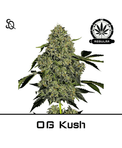 Produkt_OG Kush Regulär__Cannadusa_Marktplatz_Kaufen