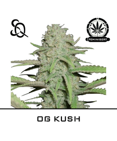 Product_OG Kush_Cannadusa_Marketplace_Buy