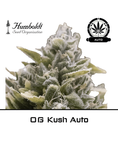 Product_OG Kush Auto - Humboldt Seeds_Cannadusa_Marketplace_Buy