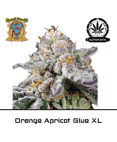 Product_Auto Orange Apricot Glue XL - Sweet Seeds_Cannadusa_Marketplace_Buy