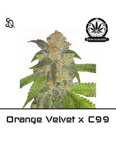 Product_Orange Velvet x C99_Cannadusa_Marketplace_Buy