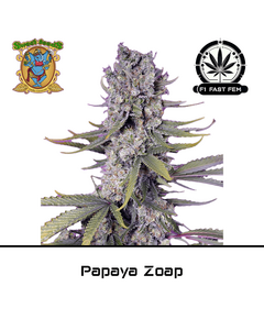 Product_Papaya Zoap F1 Fast - Sweet Seeds_Cannadusa_Marketplace_Buy