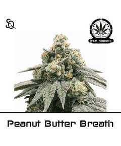 Product_Peanut Butter Breath_Cannadusa_Marketplace_Buy