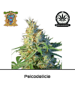 Product_Psicodelicia - Sweet Seeds_Cannadusa_Marketplace_Buy