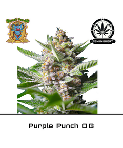 Produkt_Purple Punch OG – Sweet Seeds__Cannadusa_Marktplatz_Kaufen