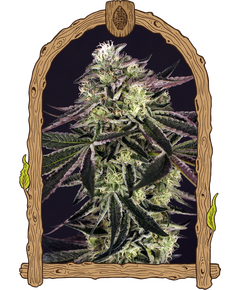 Produkt_Exotic Seed Purple Shot__Cannadusa_Marktplatz_Kaufen