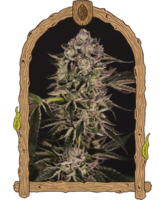 Produkt_Exotic Seed Quick Sherbet__Cannadusa_Marktplatz_Kaufen
